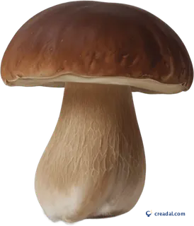 Brown Porcini Mushroom