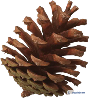 Single Pine Cone