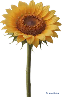 Tall Sunflower