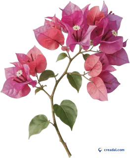 Bougainvillier de Grèce