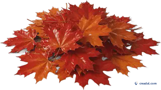 Rote Ahornblätter