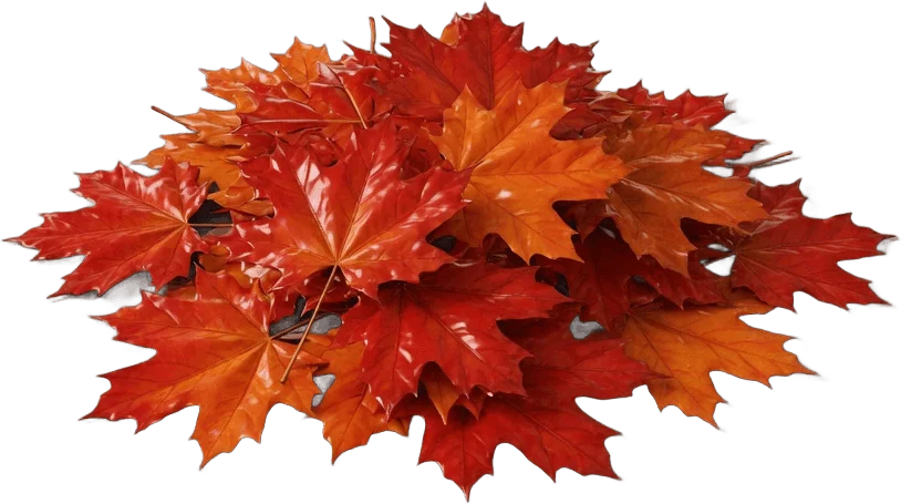 Maple Leaf Pile
