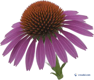 Echinacea Flower
