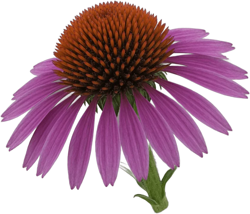 Flor de Equinácea
