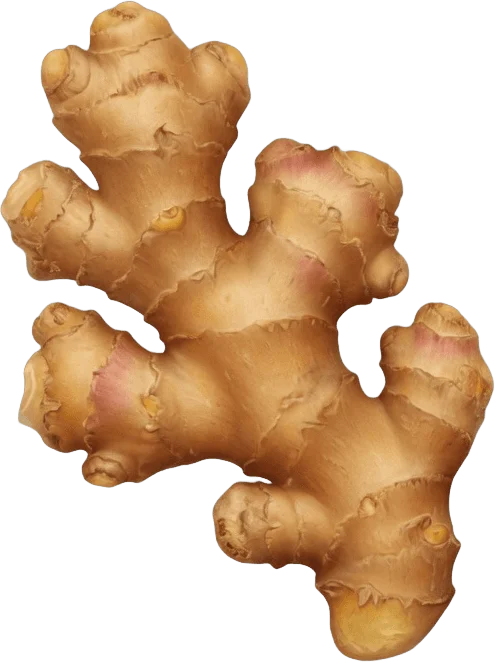 Fresh Ginger Root