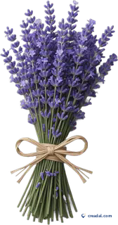 Lavender Bundle