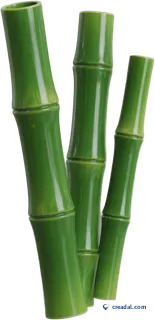 Tiges de bambou vert