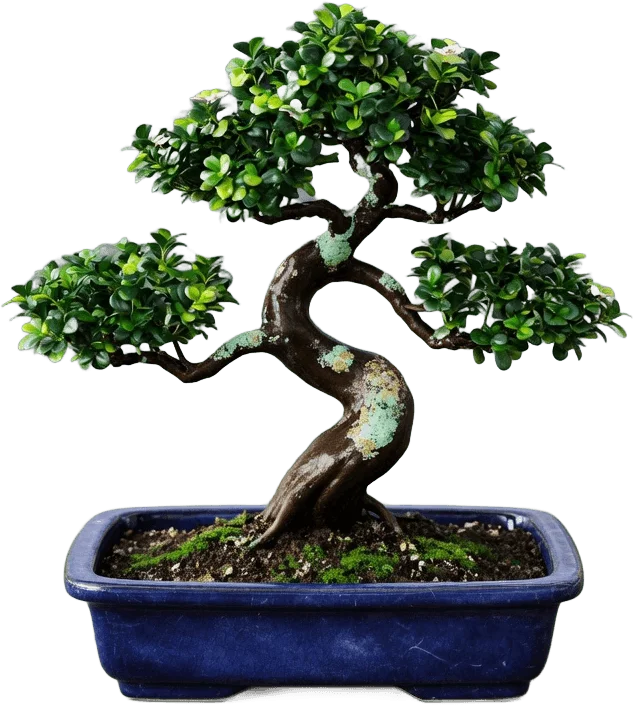 Bonsai in Ceramic Tray