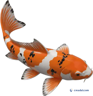 Koï orange et blanc
