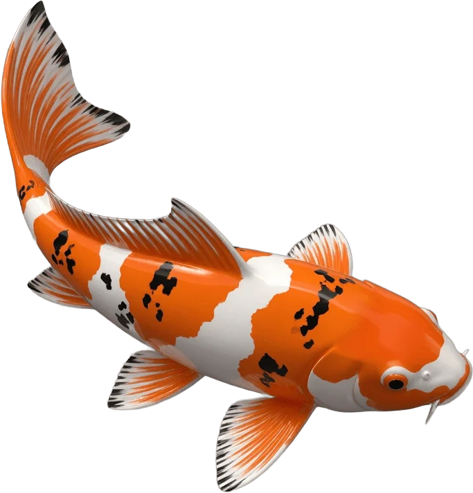 Orange White Koi