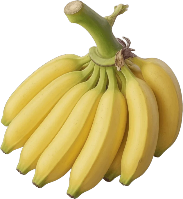 Cacho de bananas