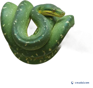 Jiboia verde no galho
