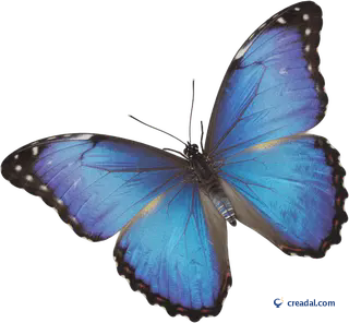 Borboleta morpho azul