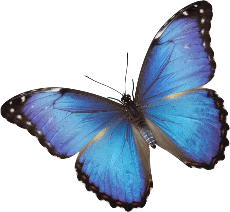 Papillon morpho bleu