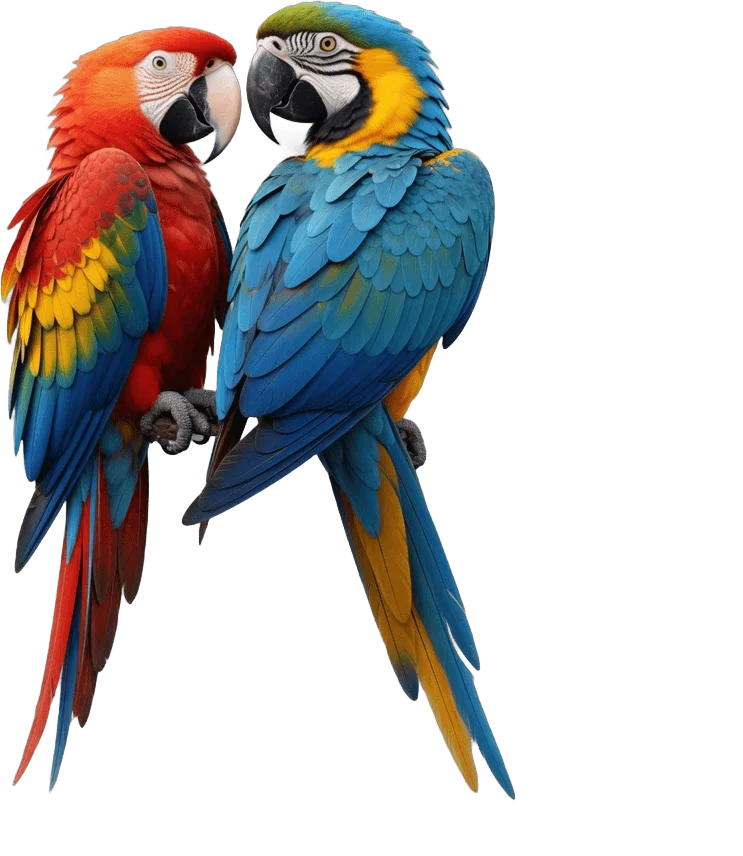 カラフルな二羽のインコ