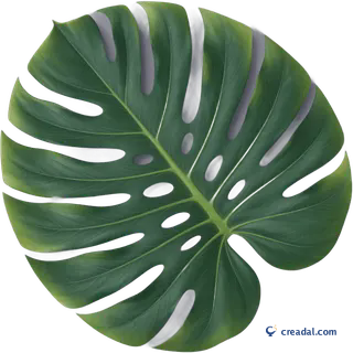 Grande folha de monstera