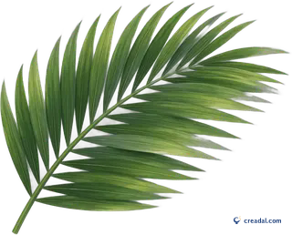 Folhas verdes de palmeira