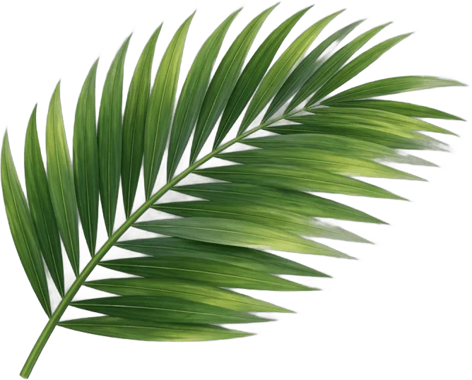 Frondes de palmier vertes