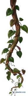 Cipó Pendente Tropical
