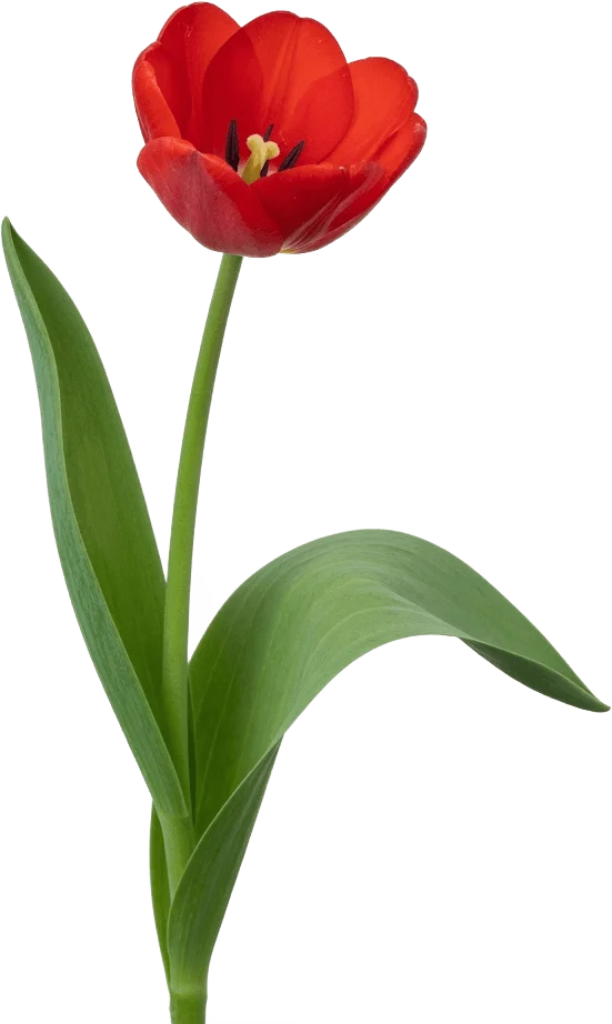 Découpe tulipe rouge