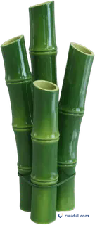 Green Bamboo Stalks