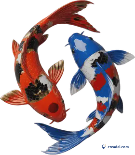 Two Circling Koi