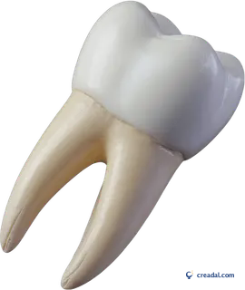Modèle de dent blanche