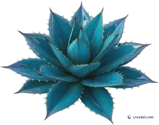 Blue Agave Plant
