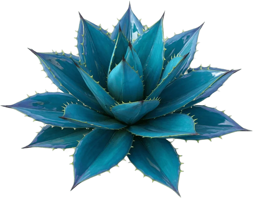 Plant d'agave bleu