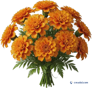 Orange Marigold Bunch