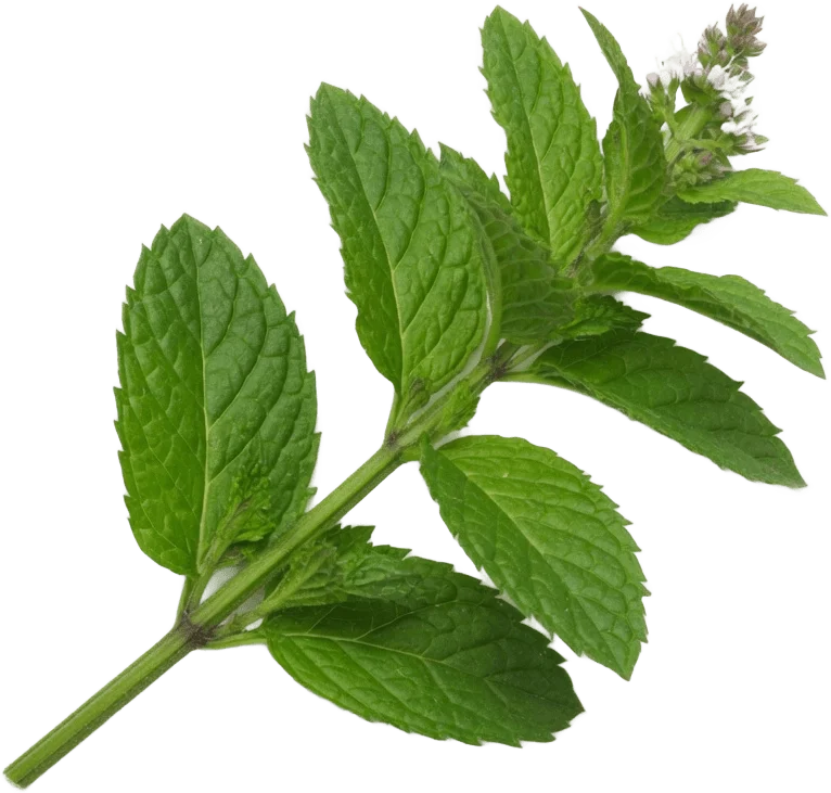 غصن نعناع طازج