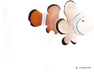 Clownfish in Anemone