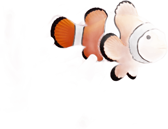 Poisson-clown et anémone