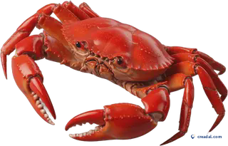 Red Crab on Sand
