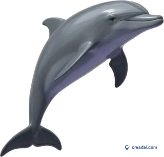 Leaping grey dolphin