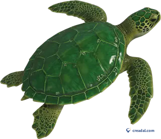 Swimming green sea turtle