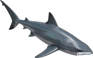 Grey swimming shark