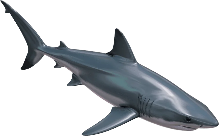 Requin gris nageant