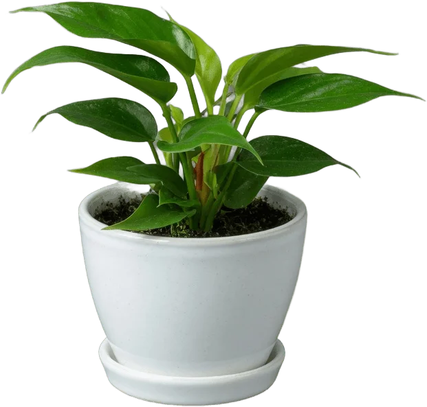 Potted office plant