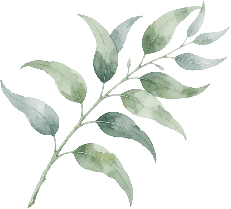 Branche d'eucalyptus aquarelle