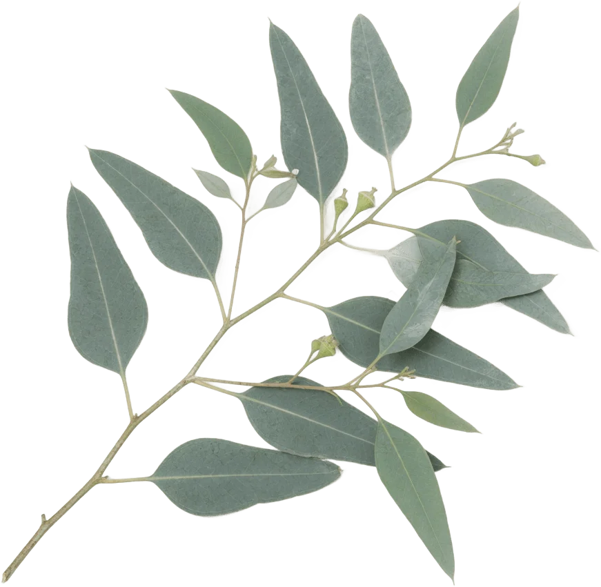 Branche d'eucalyptus