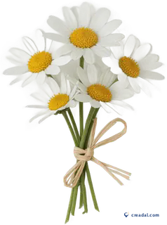 白いデイジーの花束