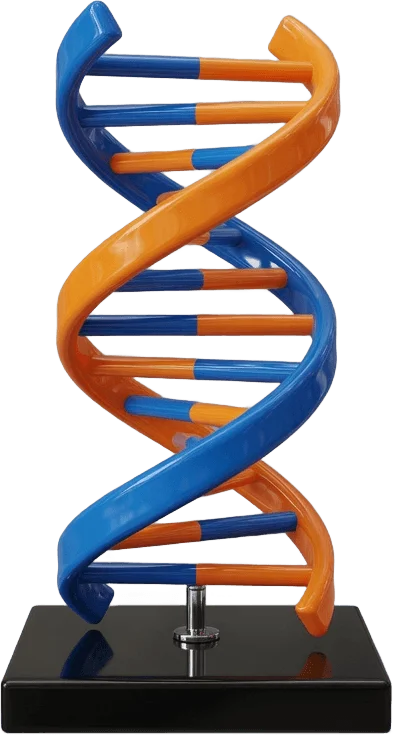 Desk DNA Helix Model