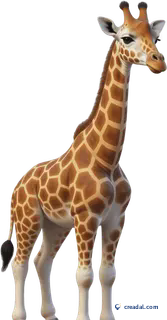 Girafe de savane
