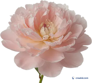 淡いピンクの芍薬