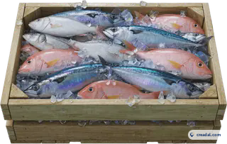 Kiste mit Frischfisch
