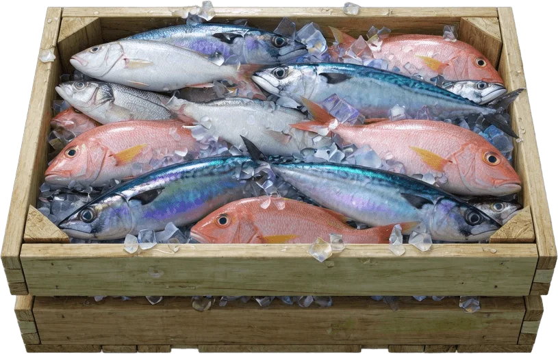 Fresh Fish Crate