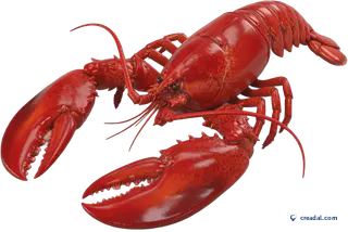 Roter Gekochter Hummer
