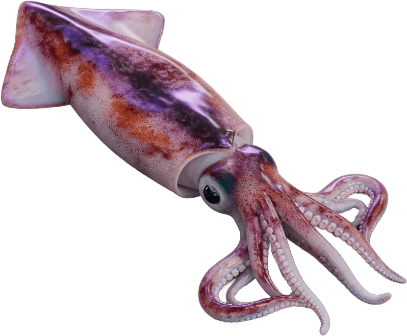 Raw Squid on Plate