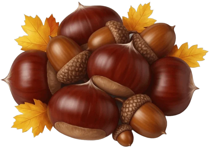 Chestnut Acorn Cluster